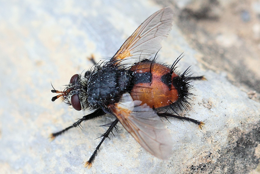 Tachinidae da determinare